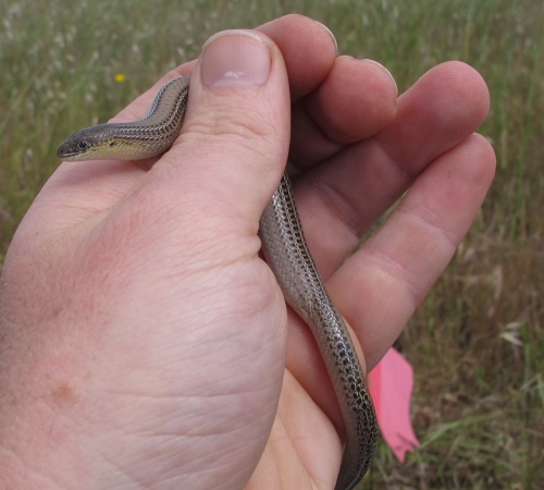 Striped Legless Lizard showing size in relation to hand. Captured and released as part of the Wurdi Youang monitoring project.