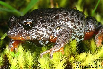 Southern Toadlet.