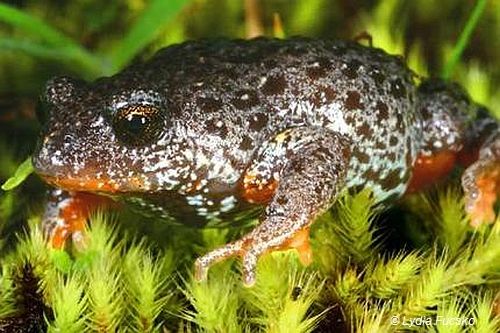 Southern Toadlet. Image: Lydia Fucsko