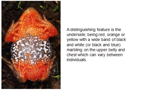 A distinguishing feature is the underside; being red, orange or yellow with a wide band of black and white (or black and blue) marbling on the upper belly and chest which can vary between individuals.
