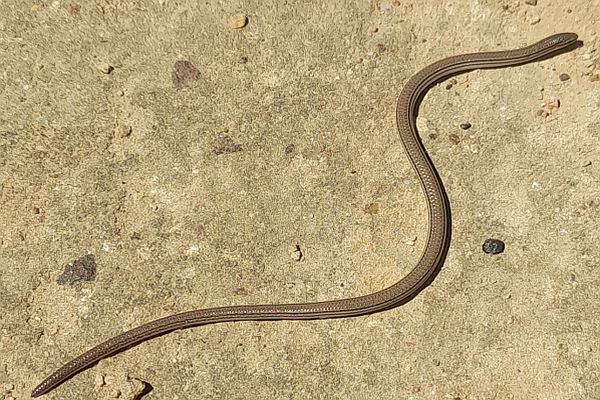 Striped Worm-lizard Image: Anita Hockey