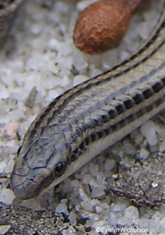 Striped Worm Lizard