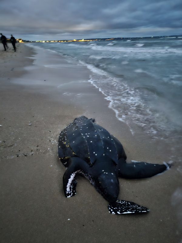 Leatherback Turtle found dead at Edithvale Beach 25 March 2024