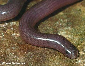 woddland blind snake