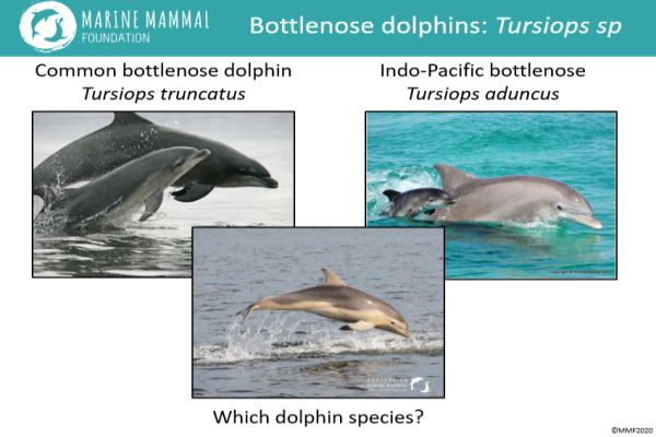 Marine Mammal Foundation presentation to SWIFFT seminar 13 February 2020