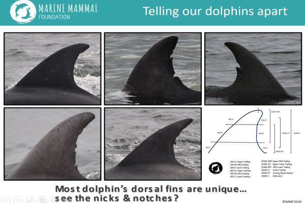 Marine Mammal Foundation presentation to SWIFFT seminar 13 February 2020