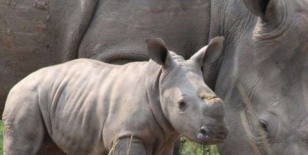 Banks 2 a White Rhino Image: Zoos Victoria