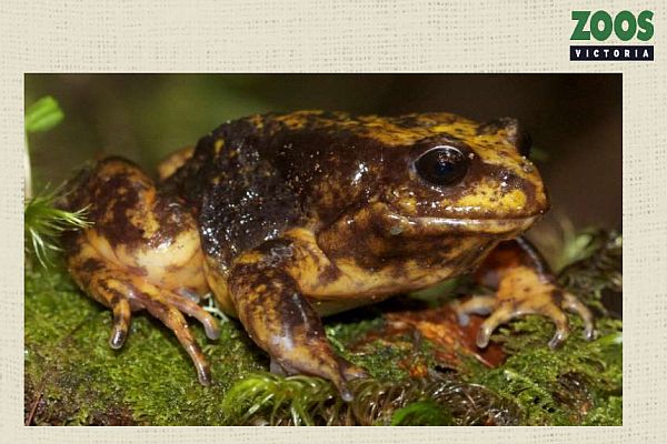 Deon Gilbert 1 Baw Baw Frog Zoos Victoria