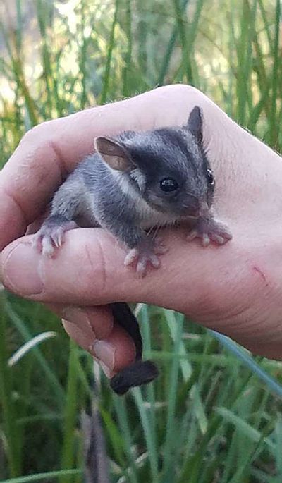 Harley 3 Leadbeater's Possum