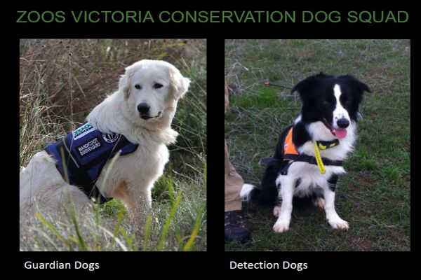 Harnett 1 detection dogs Zoos victoria