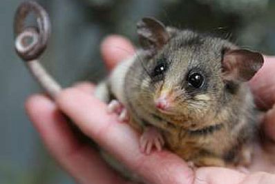 Parrott 2 Mountain Pygmy-possum