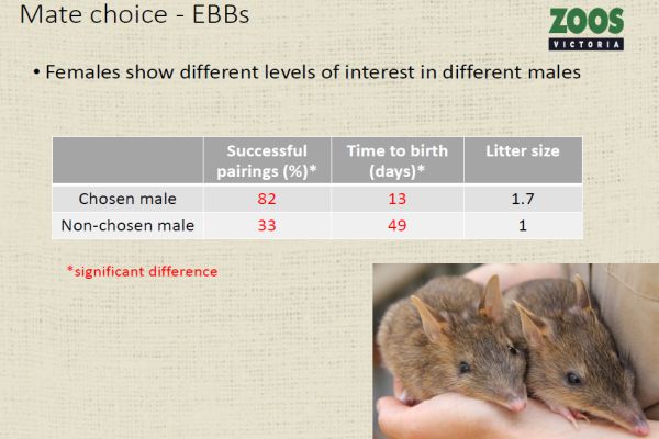 Parrott 3 Eastern Barred Bandicoot breeding graph