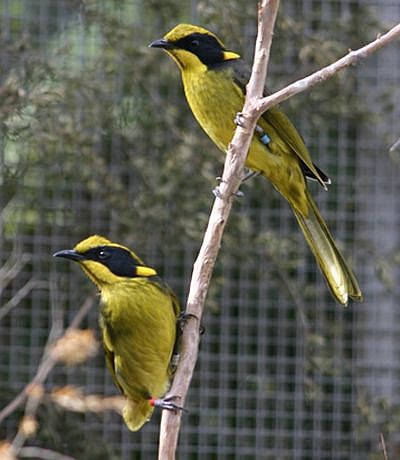 McGrath captive breeding Helmeted Honeyater