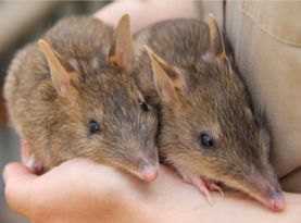 Eastern Barred Bandicoots captive breeding Zoos Victoria 