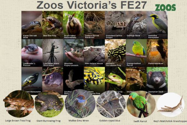 Whitefrod  Fighting Extinction 27 priority threatened species