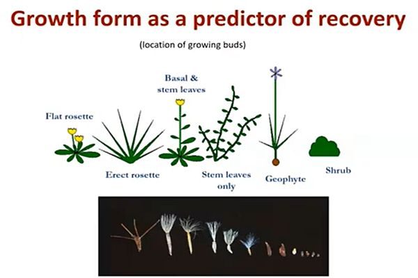 Morgan 8 growth form in presentation to SWIFFT on 22 October 2020