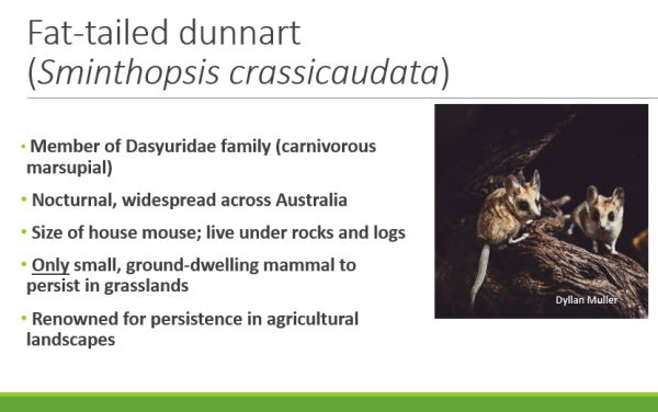 Emily Scicluna in Fat-tailed Dunnart presentation to SWIFFT