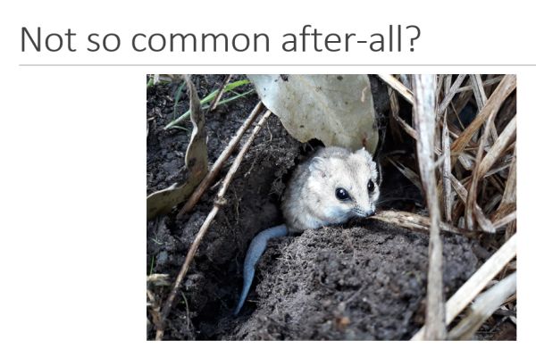 Emily Scicluna in Fat-tailed Dunnart presentation to SWIFFT