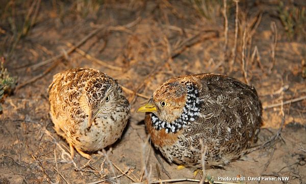 Jame 2 plains-wanderer Image David Parker NSW