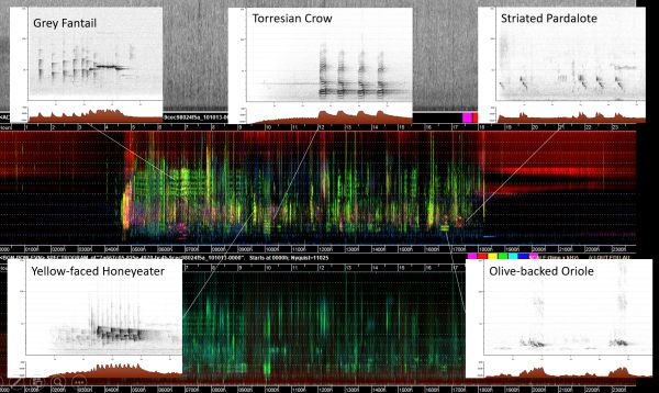 Watson 1a species in spectrogram in talk to SWIFFT 23 April 2020