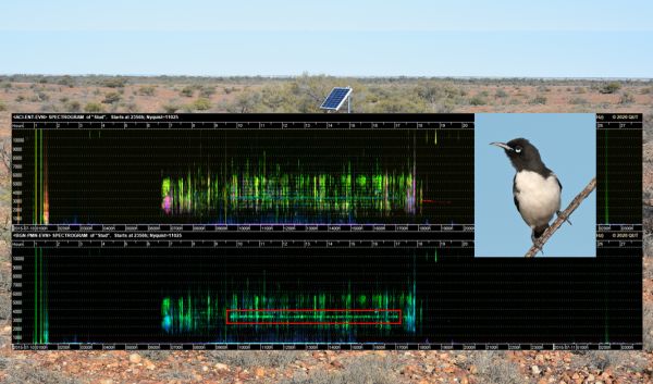 Watson pied honeyeater  project in talk to SWIFFT 23 April 2020