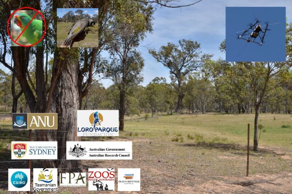 Saunders 1 tracking Swift Parrots in talk to SWIFFT 23 April 2020