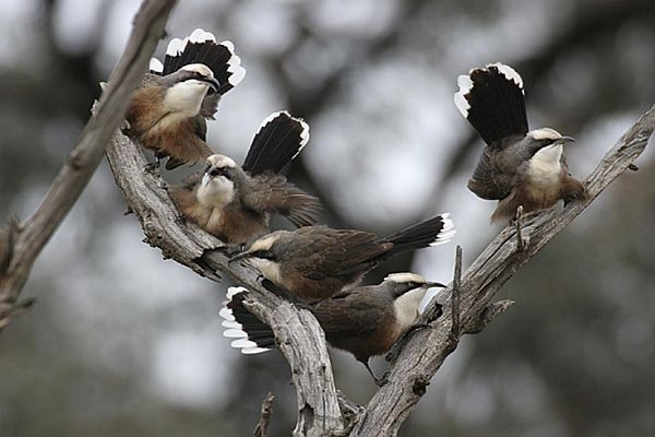 Trust for Nature Grey-crowned Babbler from talk to SWIFFT Seminar 23 March 2023