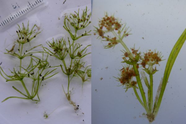 Michelle found an incredible diversity of flora in the wetlands.