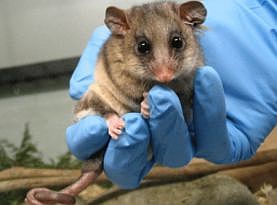 Zoos Victoria, Mountain Pygmy Possum breeding intro 