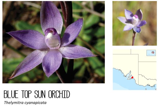 Blue-top sun-orchid