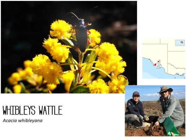 Whibleys Wattle