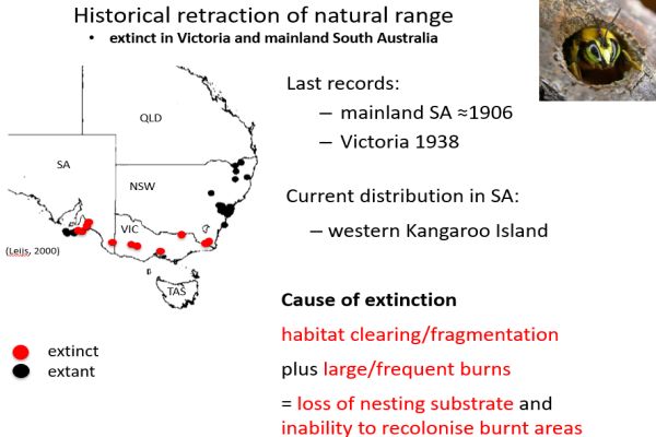 Richard Glatz - Green Carpenter Bee distributinn. In talk to SWIFFT 25 March 2021