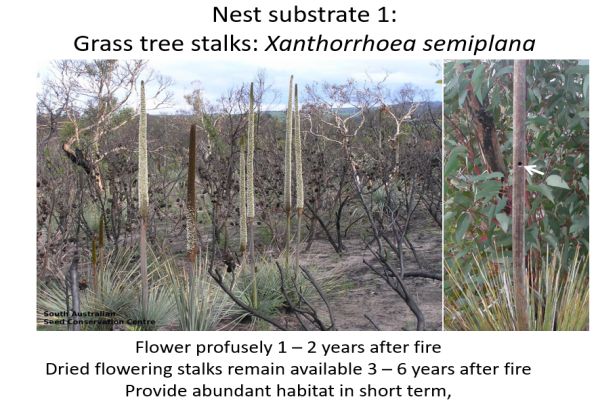 Richard Glatz - Green Carpenter Bee Yacca nesting substrate. In talk to SWIFFT 25 March 2021