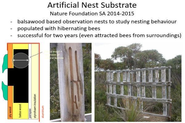 Richard Glatz - Green Carpenter Bee artificial nesting stand. In talk to SWIFFT 25 March 2021