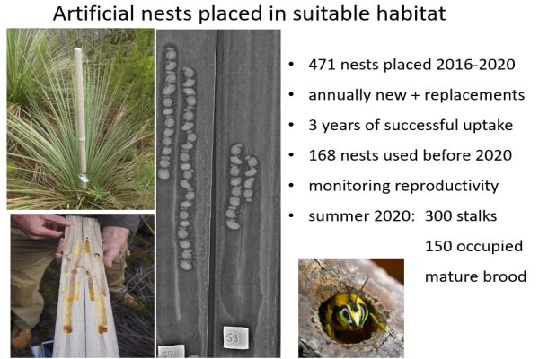Richard Glatz - Green Carpenter Bee artificial nesting spike for grass trees. Ito SWIFFT 25 March 2021