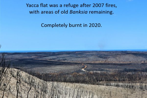 Richard Glatz - Green Carpenter Bee habitat burnt in 2019 at Yacca Flat, Kangaroo Island. In talk to SWIFFT 25 March 2021