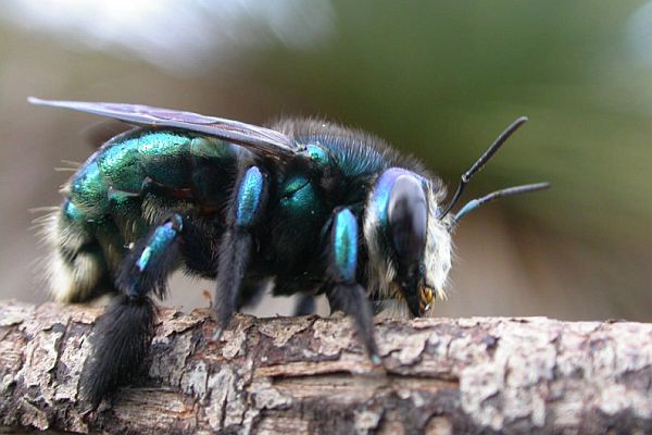 Richard Glatz - Green Carpenter Bee in talk to SWIFFT 25 March 2021