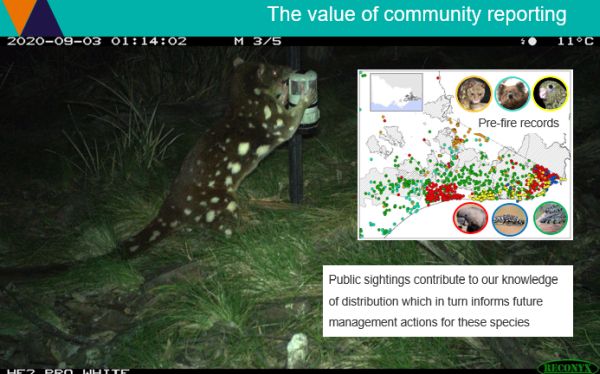 Ricardo 1 Community Wildlife Reporting in talk to SWIFFT 25 March 2021