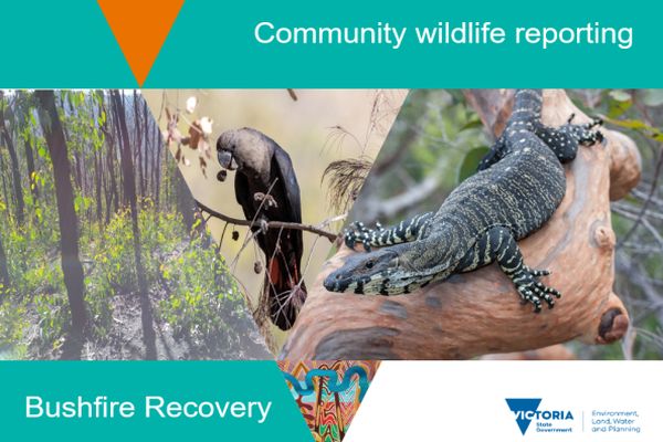 Ricardo 1 Community Wildlife Reporting in talk to SWIFFT 25 March 2021