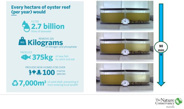 Scott Breschkin 4  from shellfish reef restoration in talk to SWIFFT 25 May 2023