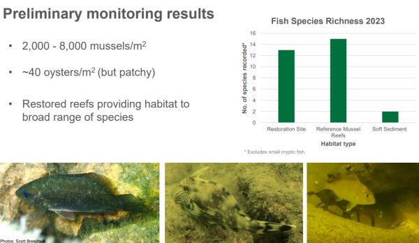 Scott Breschkin 9 results  from shellfish reef restoration in talk to SWIFFT 25 May 2023