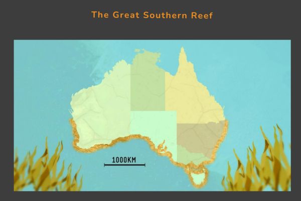 Spider Crab 1a great southern reef from Camprasse talk to SWIFFT 25 May 2023 