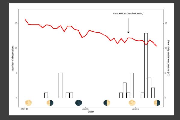 Spider Crab  4 chart of observations from Elodie Camprasse talk to SWIFFT 25 May 2023 