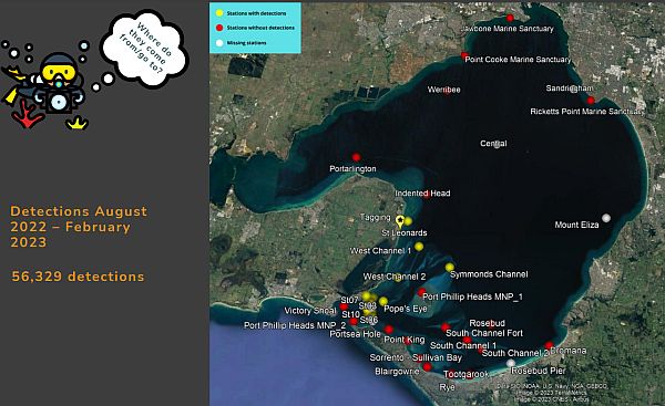 Spider Crab 5 tagging results from Elodie Camprasse talk to SWIFFT 25 May 2023 