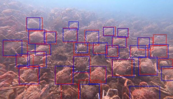 Spider Crab 5a crab density by  Elodie Camprasse talk to SWIFFT 25 May 2023 