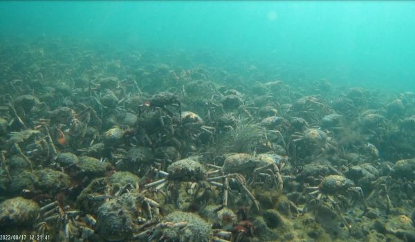 Spider Crab 7 time-lapse image from Elodie Camprasse talk to SWIFFT 25 May 2023 