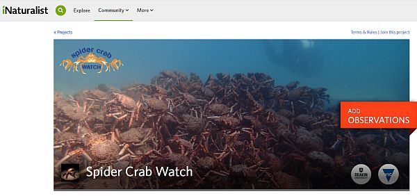 Spider Crab iNaturalist Elodie Camprasse talk to SWIFFT 25 May 2023 