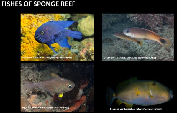 Sams 11 fishes of sponge gardens rom Marine National Parks talk to SWIFFT 25 May 2023