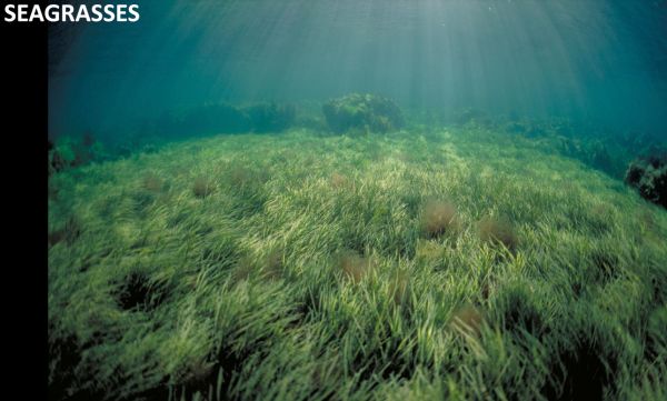 Sams 13 seagrasses from Marine National Parks talk to SWIFFT 25 May 2023