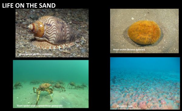 Sams 14 life on sandy plains from Marine National Parks talk to SWIFFT 25 May 2023